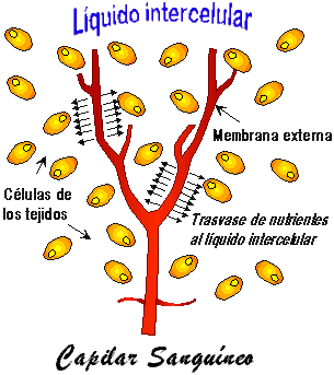 Capilar y difusion